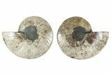 Cut & Polished, Agatized Ammonite Fossil - Madagascar #241013-1